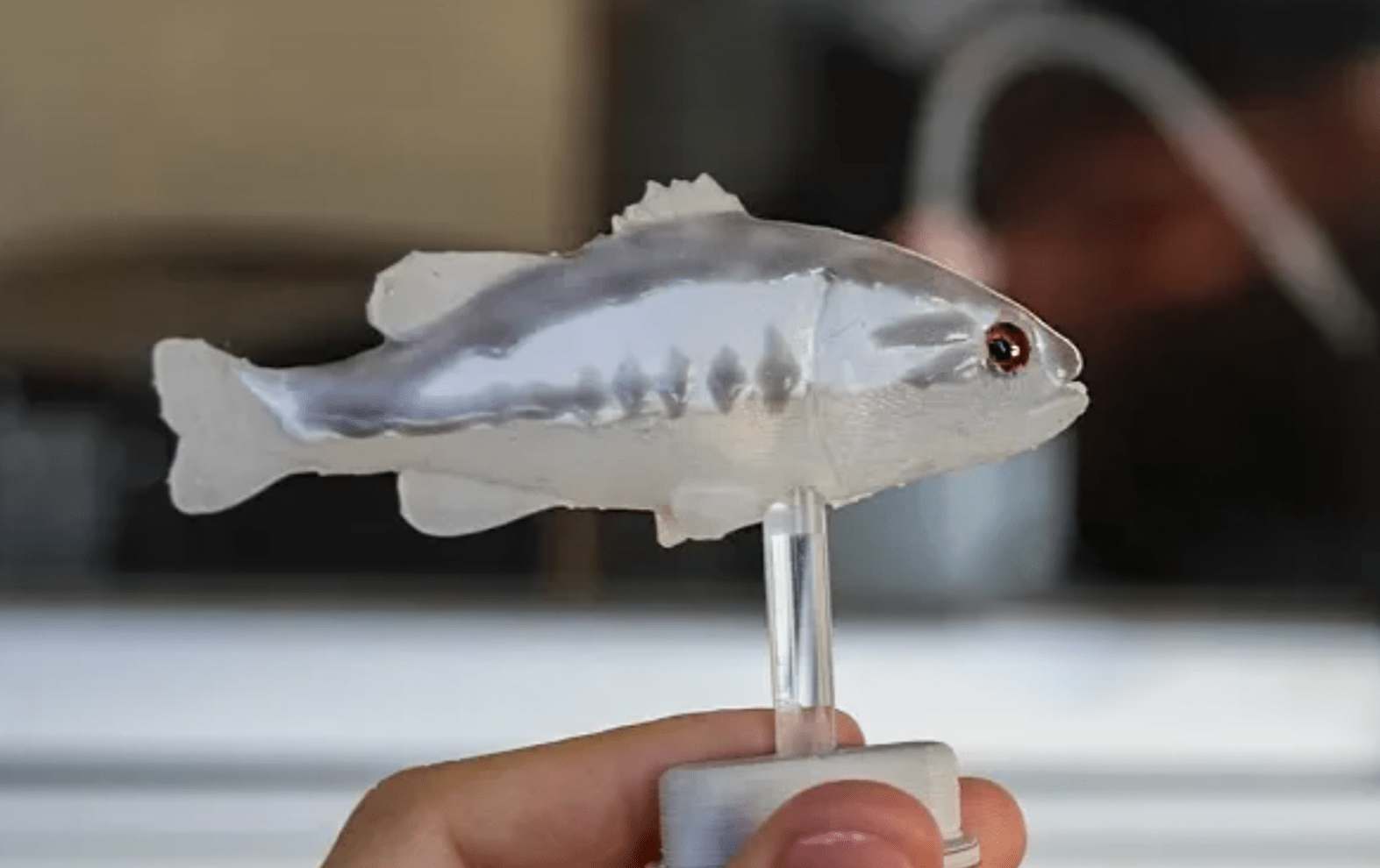 A robot bass fish, designed to target mosquitofish.