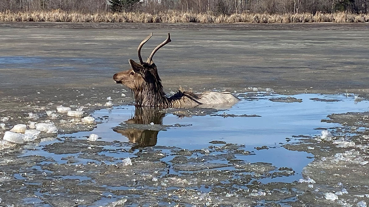 Michigan elk fell through the ice and died.