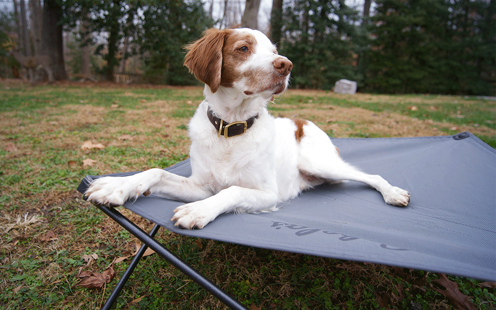 A white dog with brown ears laying on an elevated grey dog bed in the grass