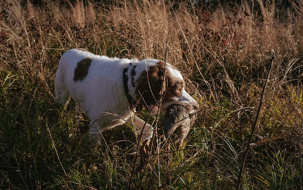 A white dog with brown ears carrying a bird in a field