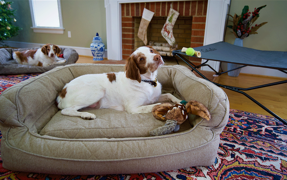 A white dog with brown ears laying on a tan dog bed with a toy duck