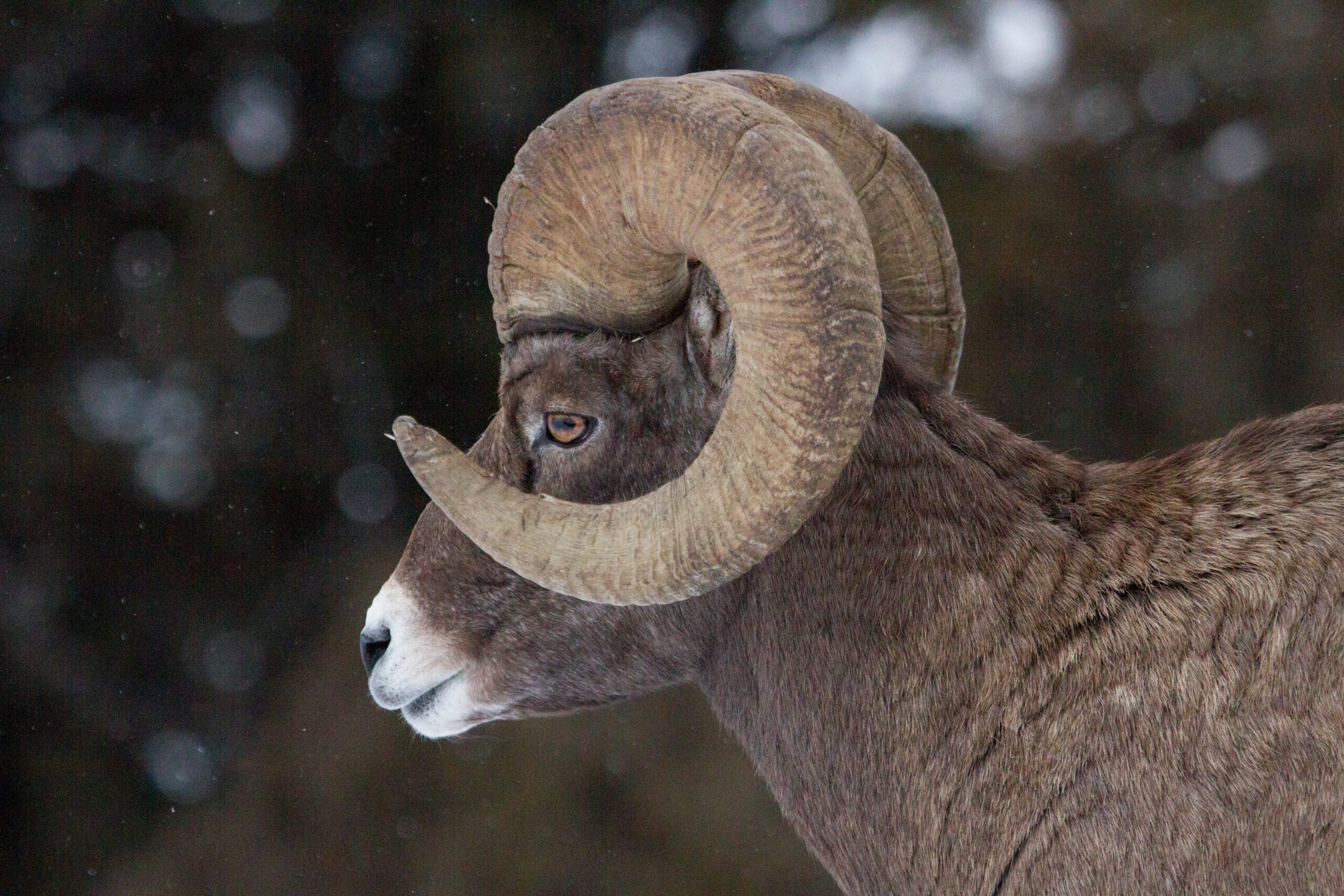 A bighorn sheep nursery is being planned for a private ranch in Utah.
