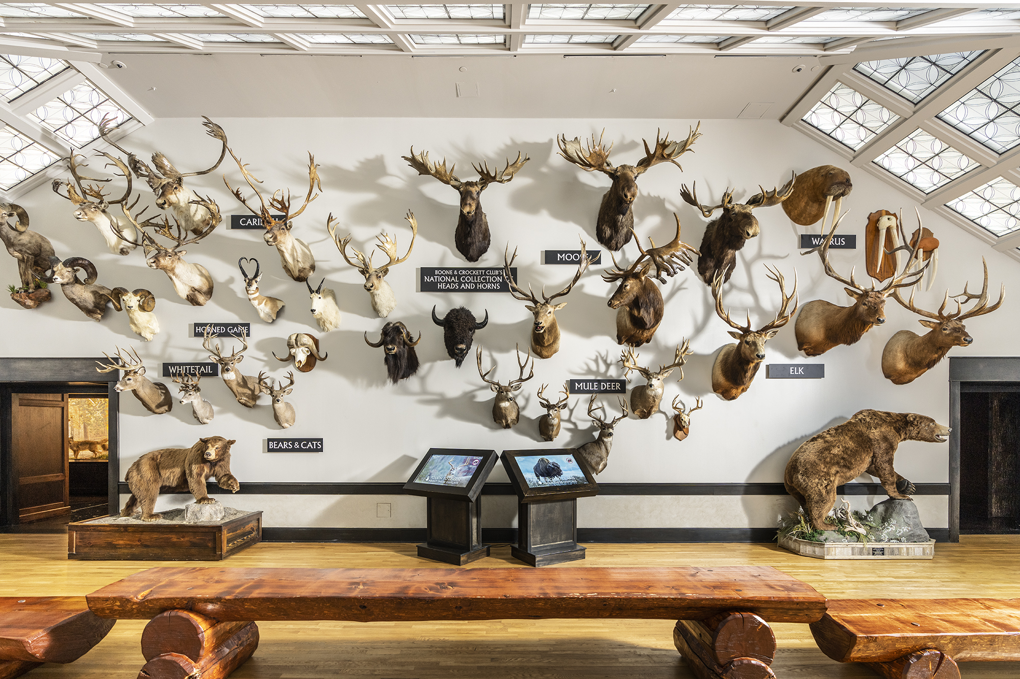 The original Boone and Crockett national collection trophy mounts are now housed in Springfield, Missouri.