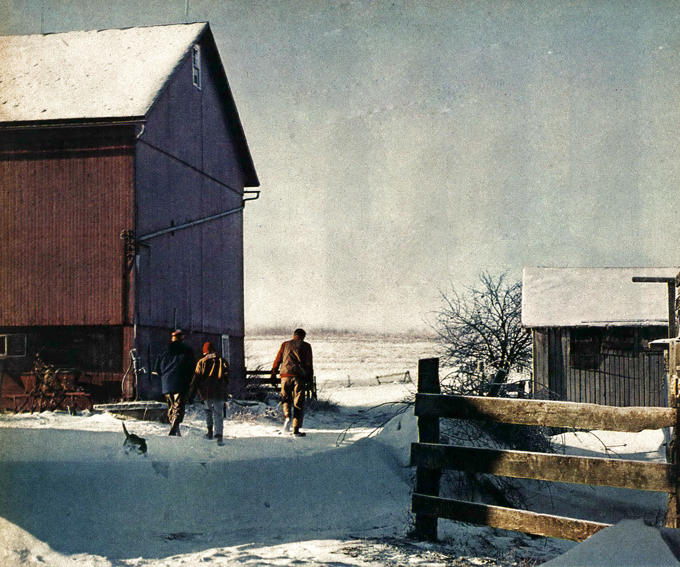A Christmas barnyard rabbit hunting scene from 1963
