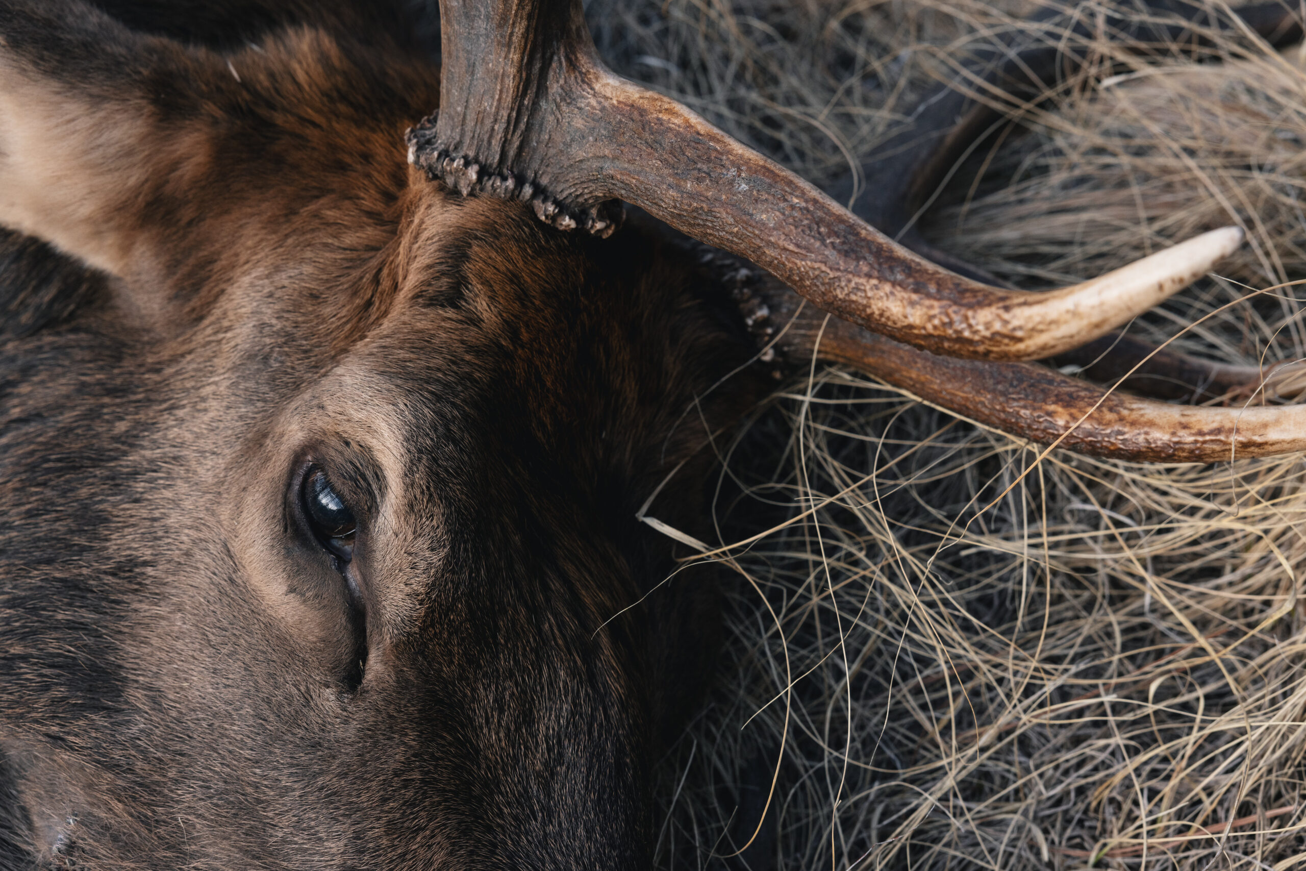 Closeup of Bull Elk