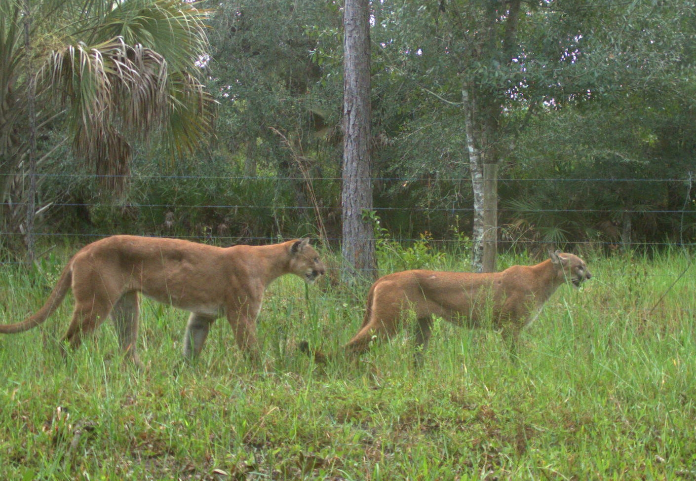 Trail camera captured Florida panthers mating this summer.