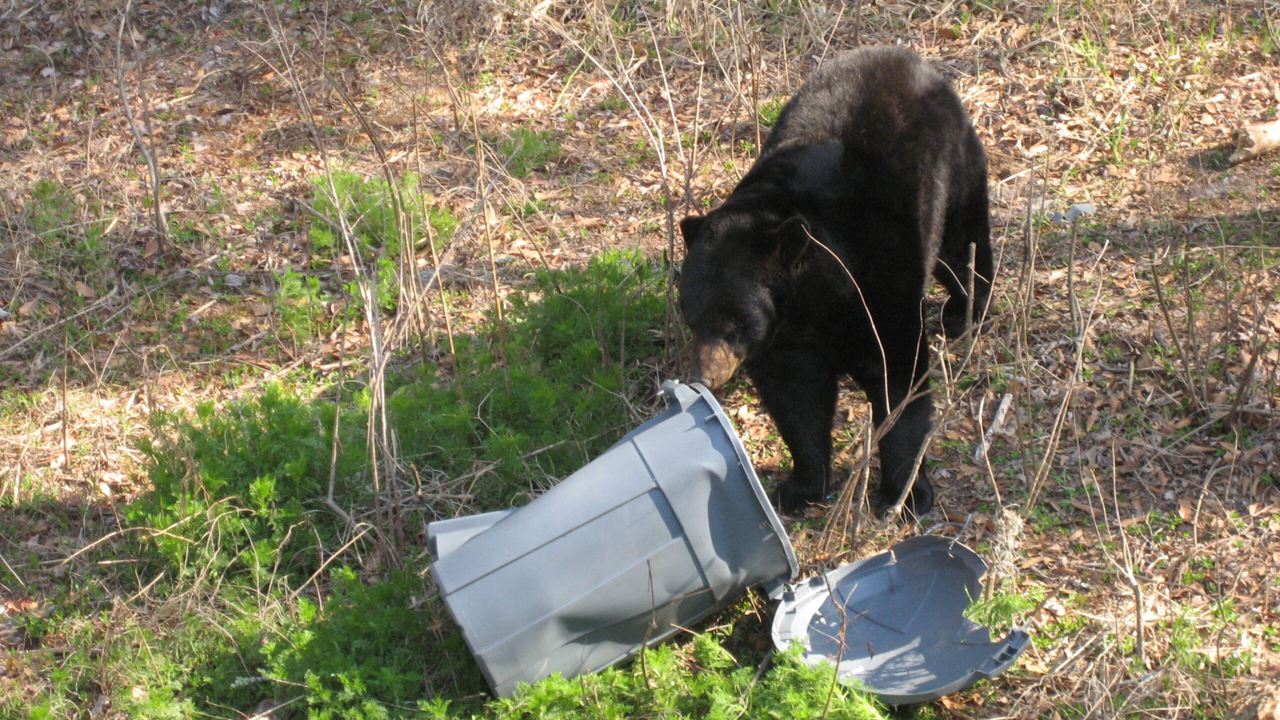 A black bear beside a trash can.