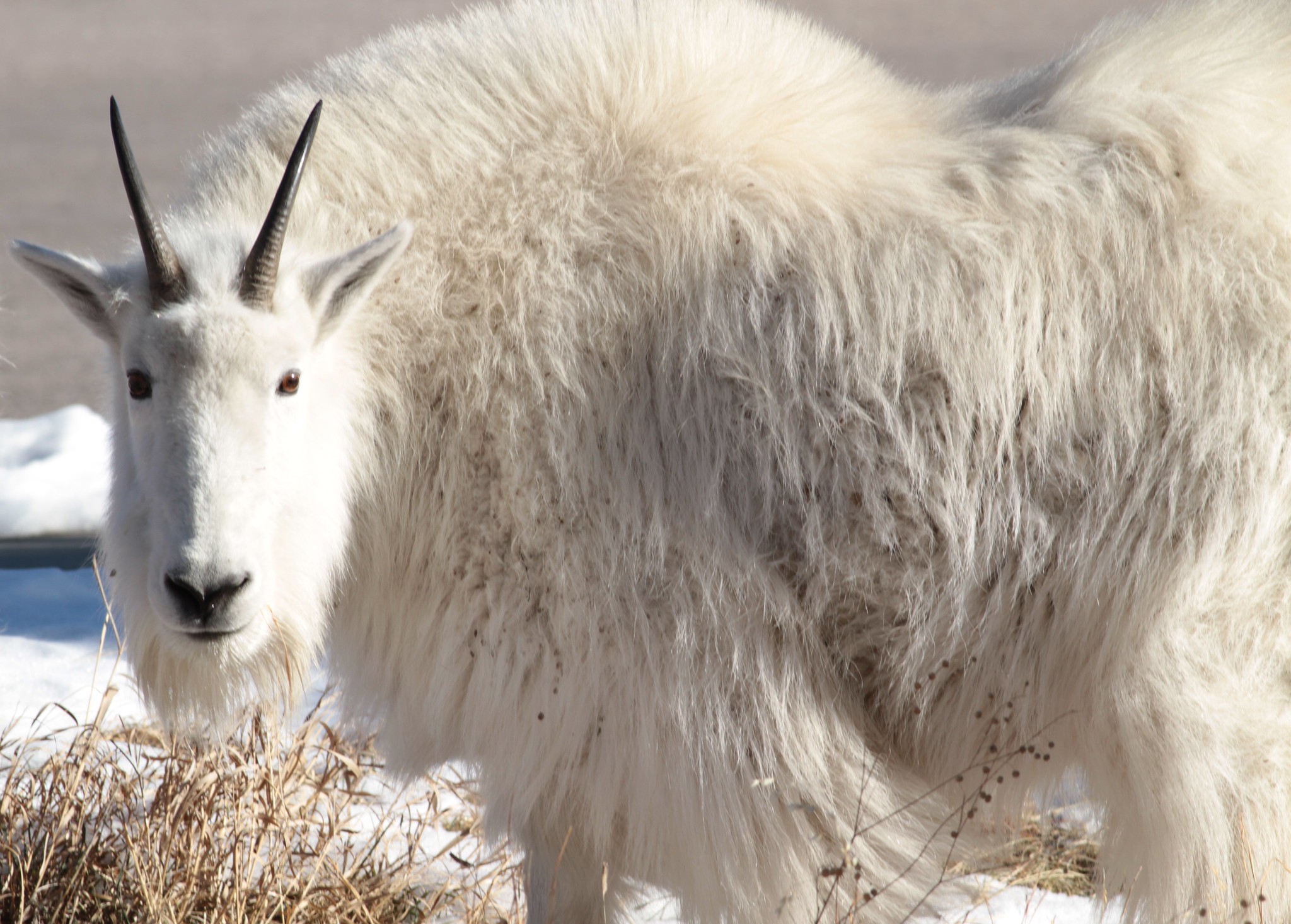 Idaho poacher caught with mountain goat