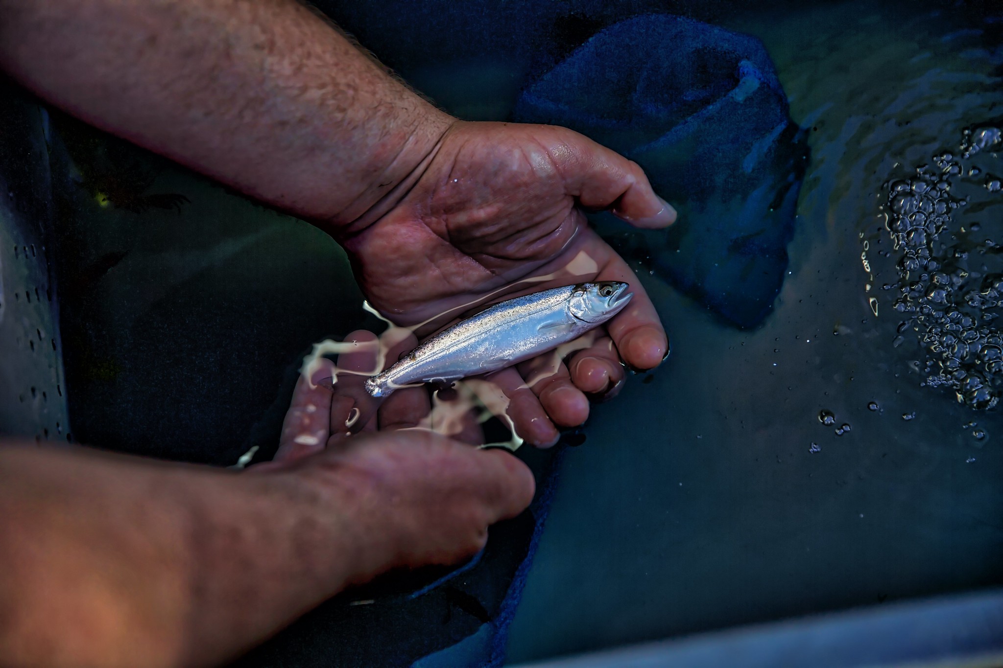Warm Water, Drought Conditions Take Heavy Toll on Endangered Salmon in California - Outdoor Life