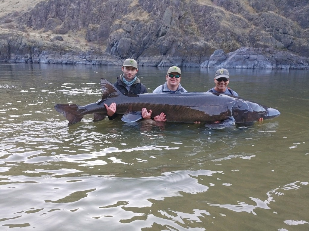 Giant Idaho sturgeon