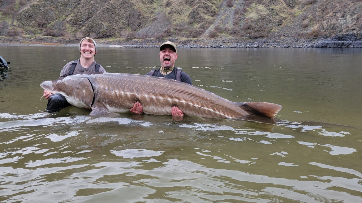 Idaho Biologists Catch and Release Three 500-Pound Sturgeon | Outdoor Life