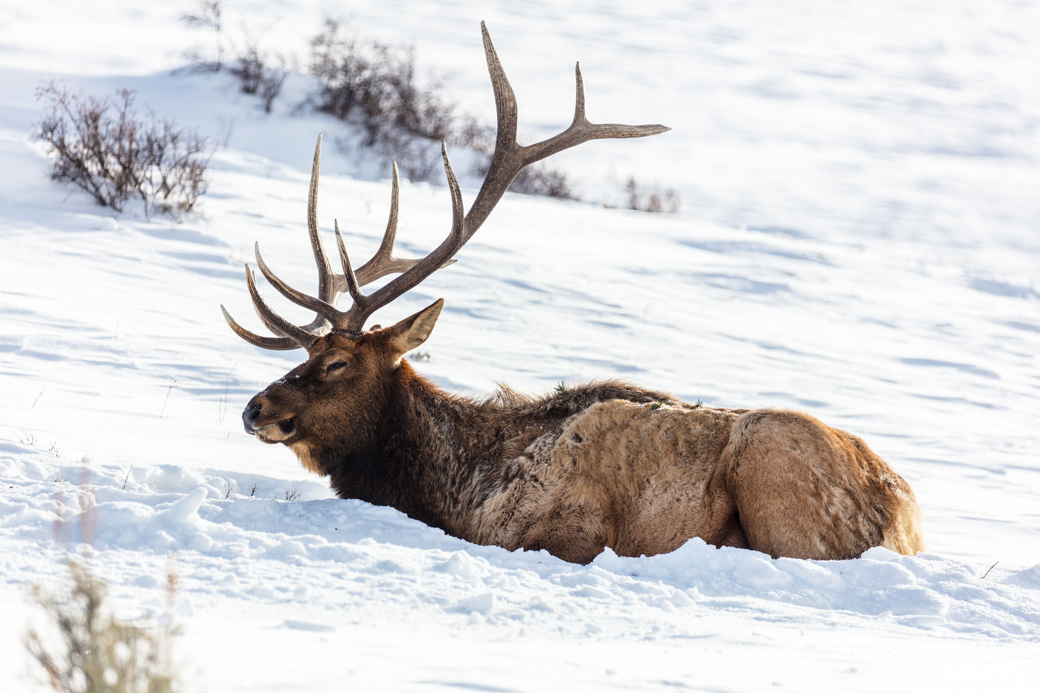 Two bull elk beheaded, one left paralyzed