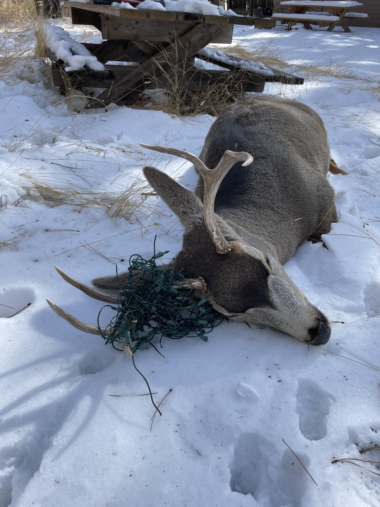 A mule deer in Colorado became entangled in Christmas lights.