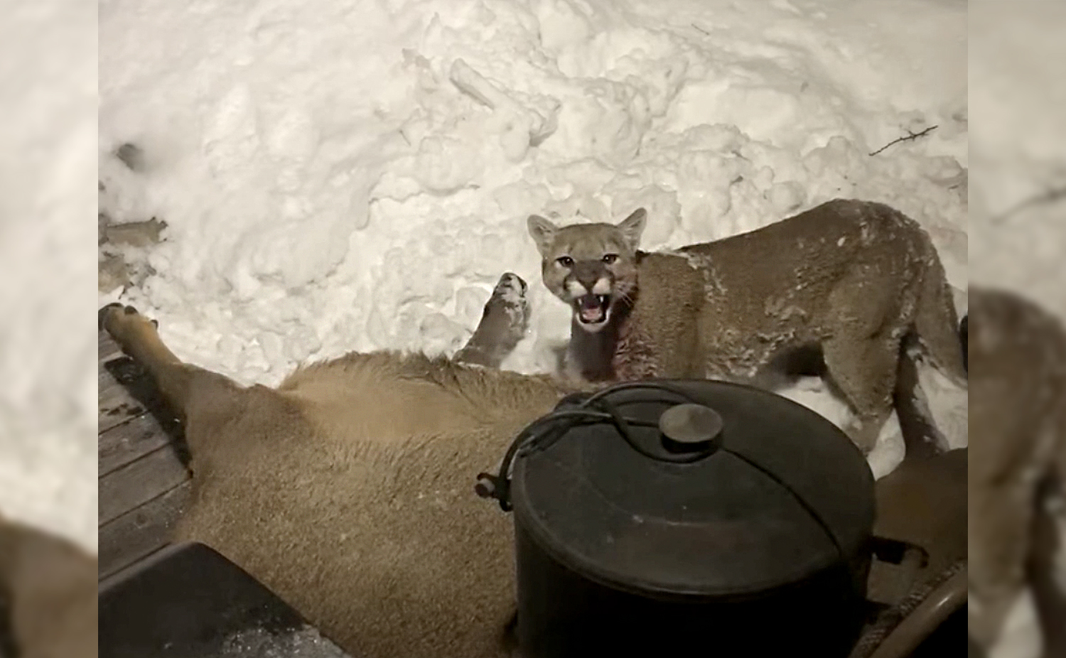 Mountain lion attacks elk on front porch.