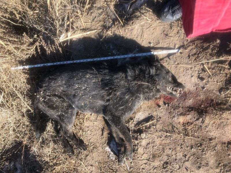 Is this canine found in Utah a wolf or a hybrid?