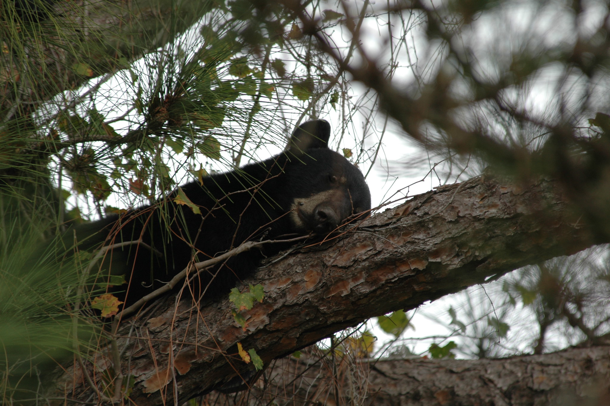 Florida black bear in a tree