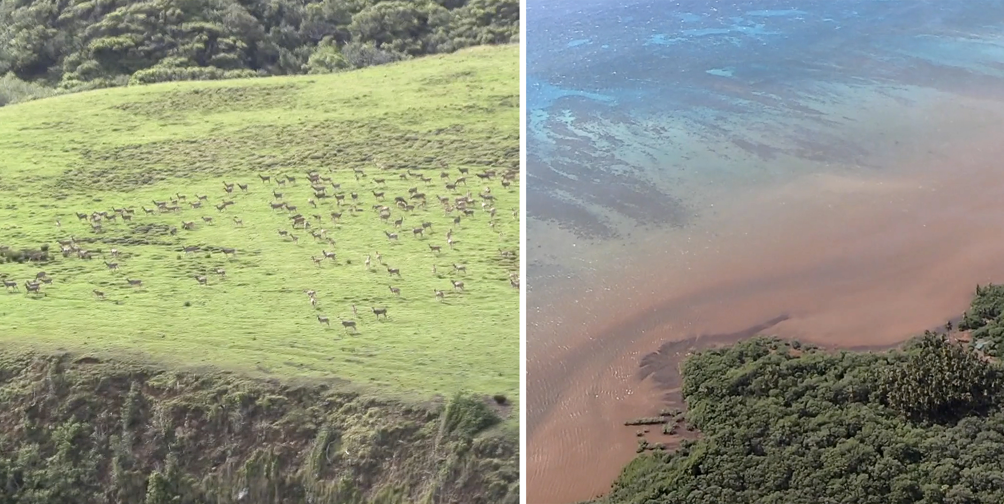 Axis deer in Hawaii are causing overbrowsing and erosion issues.