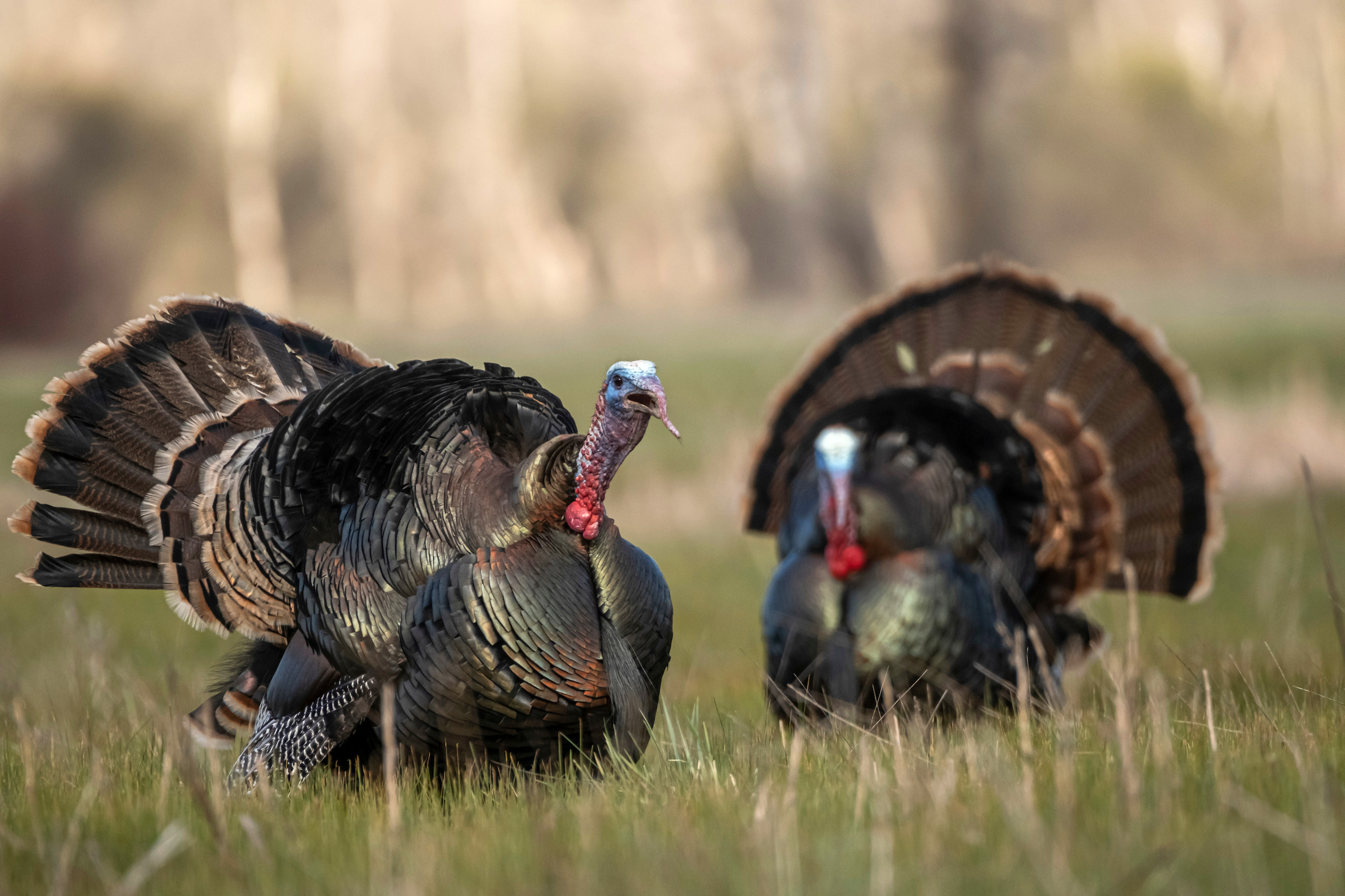 Turkey hunting is up—and down—across the country this spring.