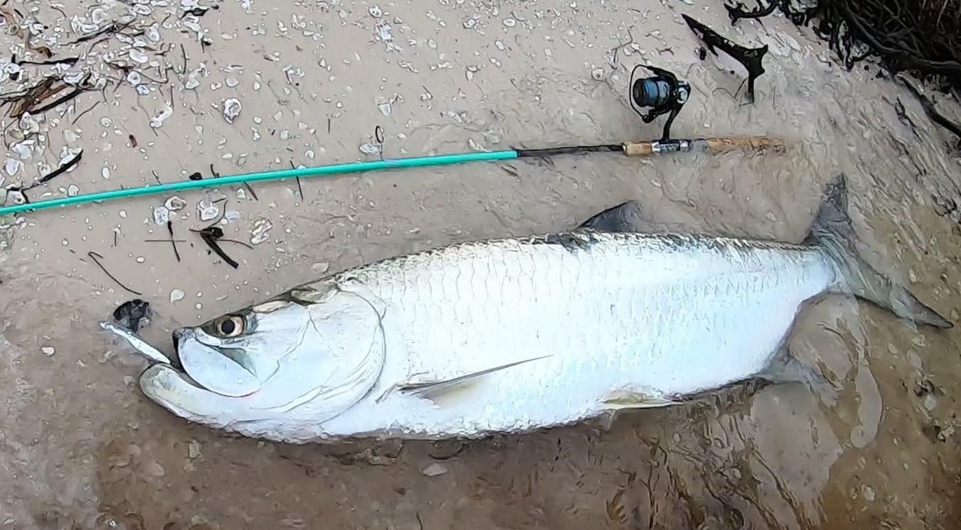 A silver tarpon on a sandy shore next to a teal fishing rod