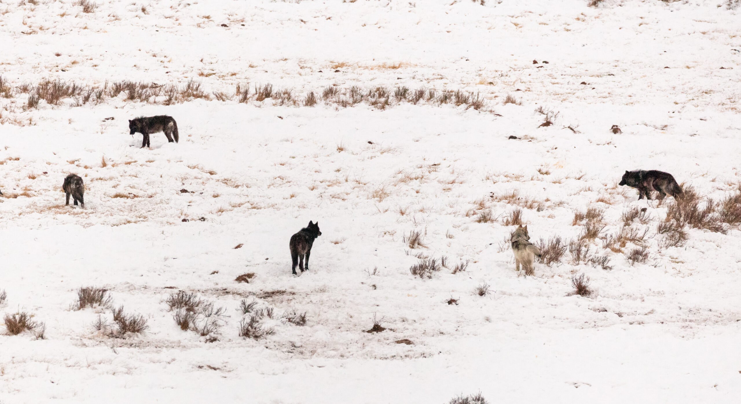 Officials suspect the wolves that have been attacking cattle in northwest Colorado are coming down from Wyoming.
