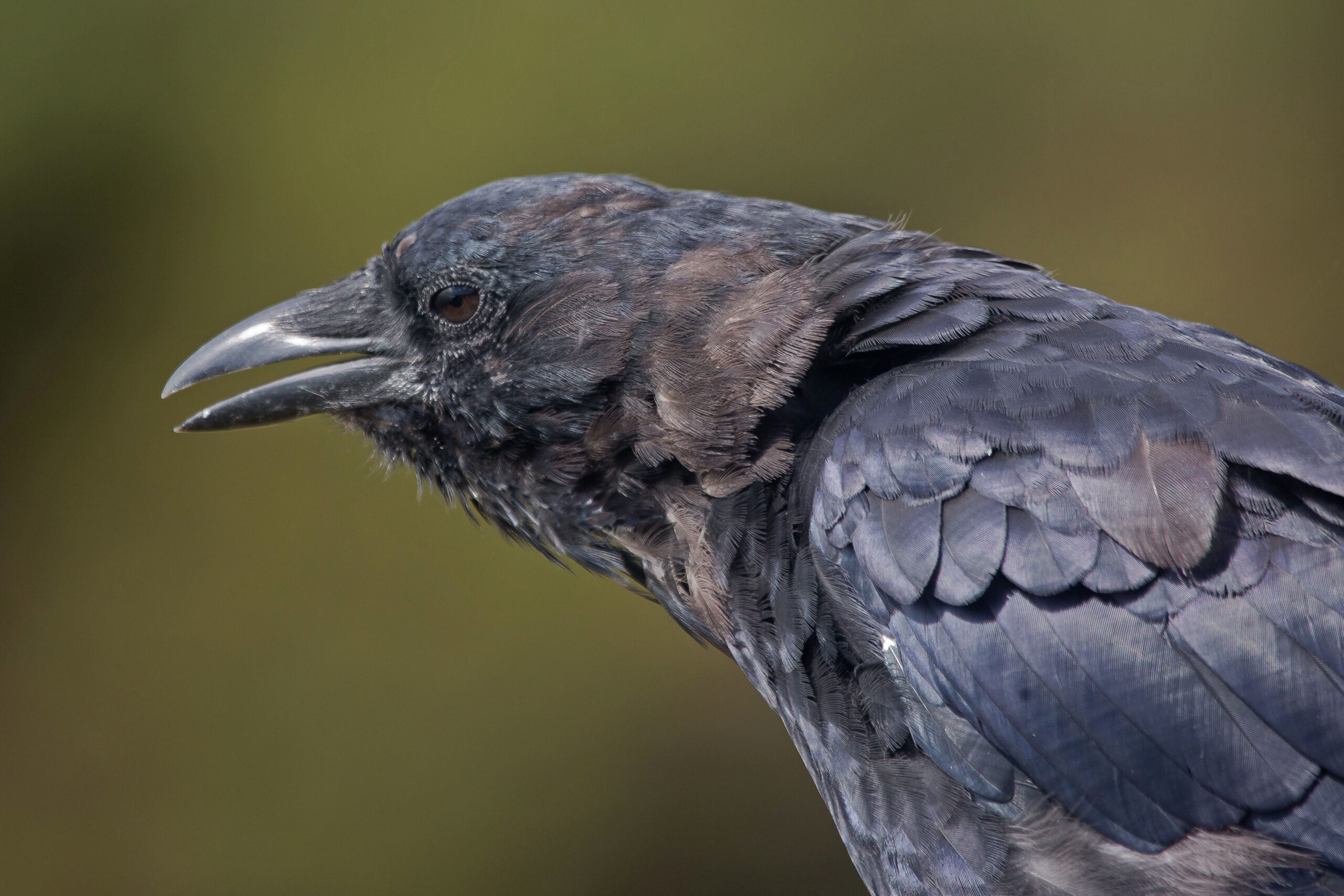 Crows are invading California.