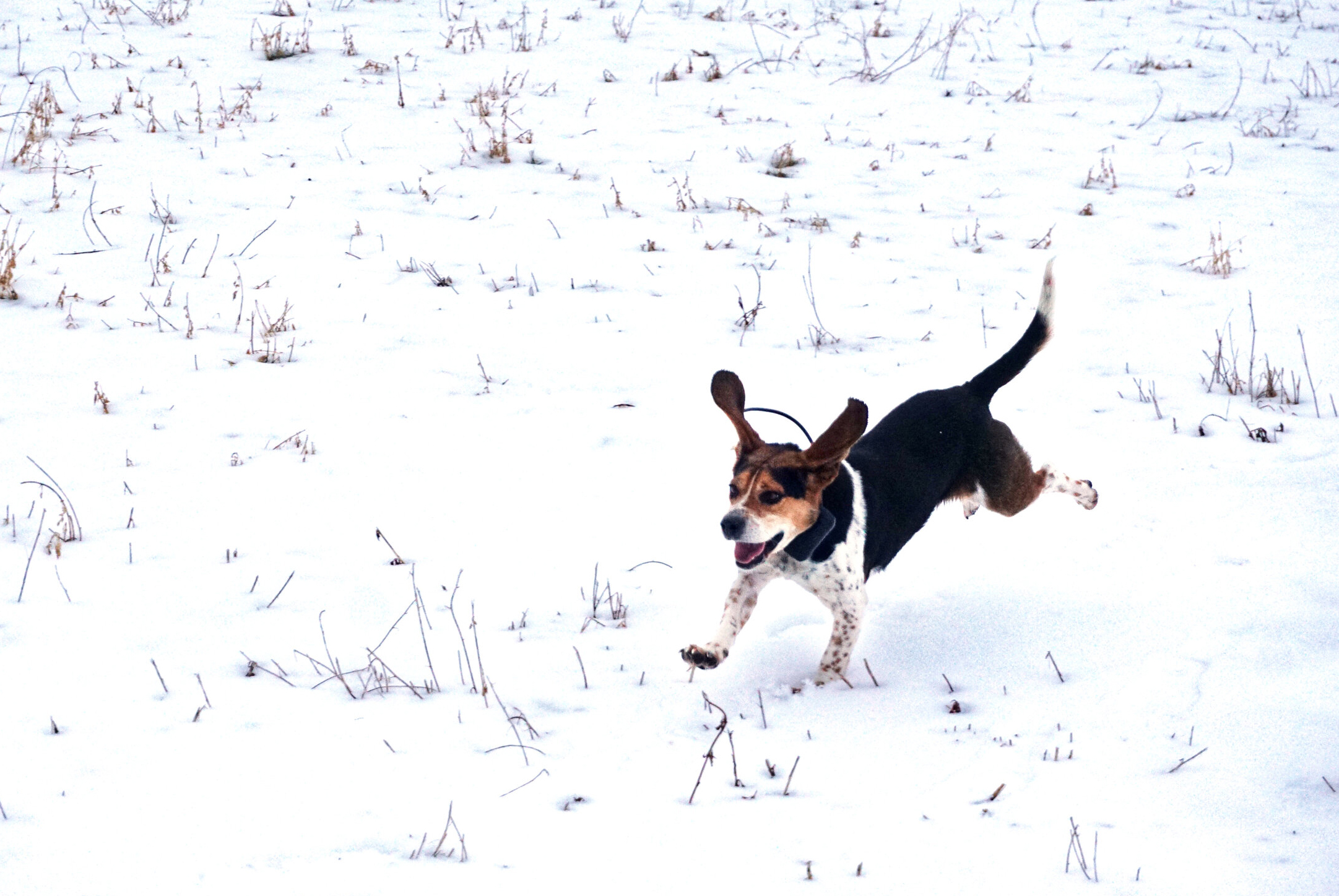 Anti-hunters are trying to restrict beagle training and rabbit hunting.