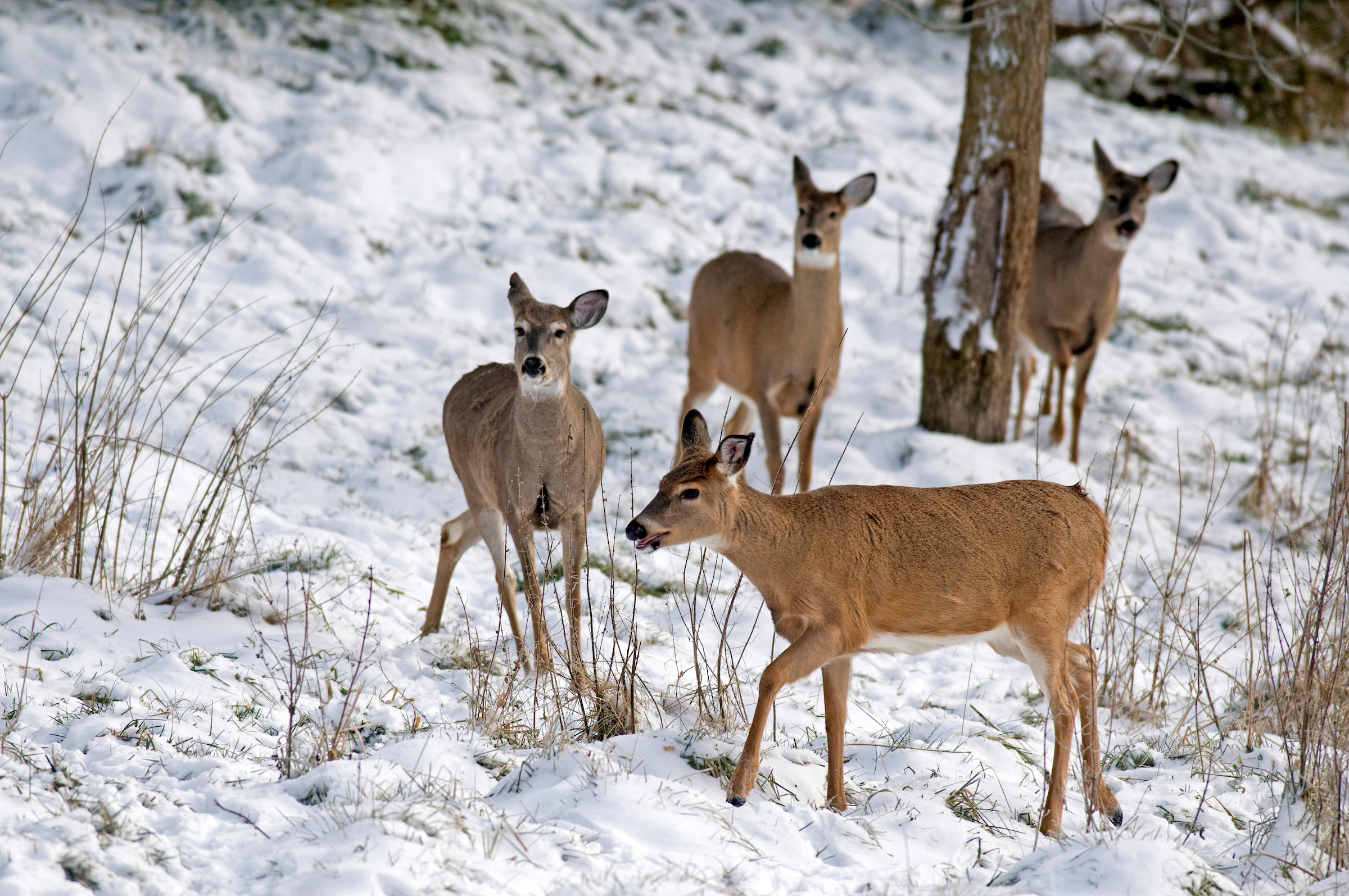 If Chronic Wasting Disease Is Fatal, Why Aren’t We Finding CWD-Killed Deer in the Woods?