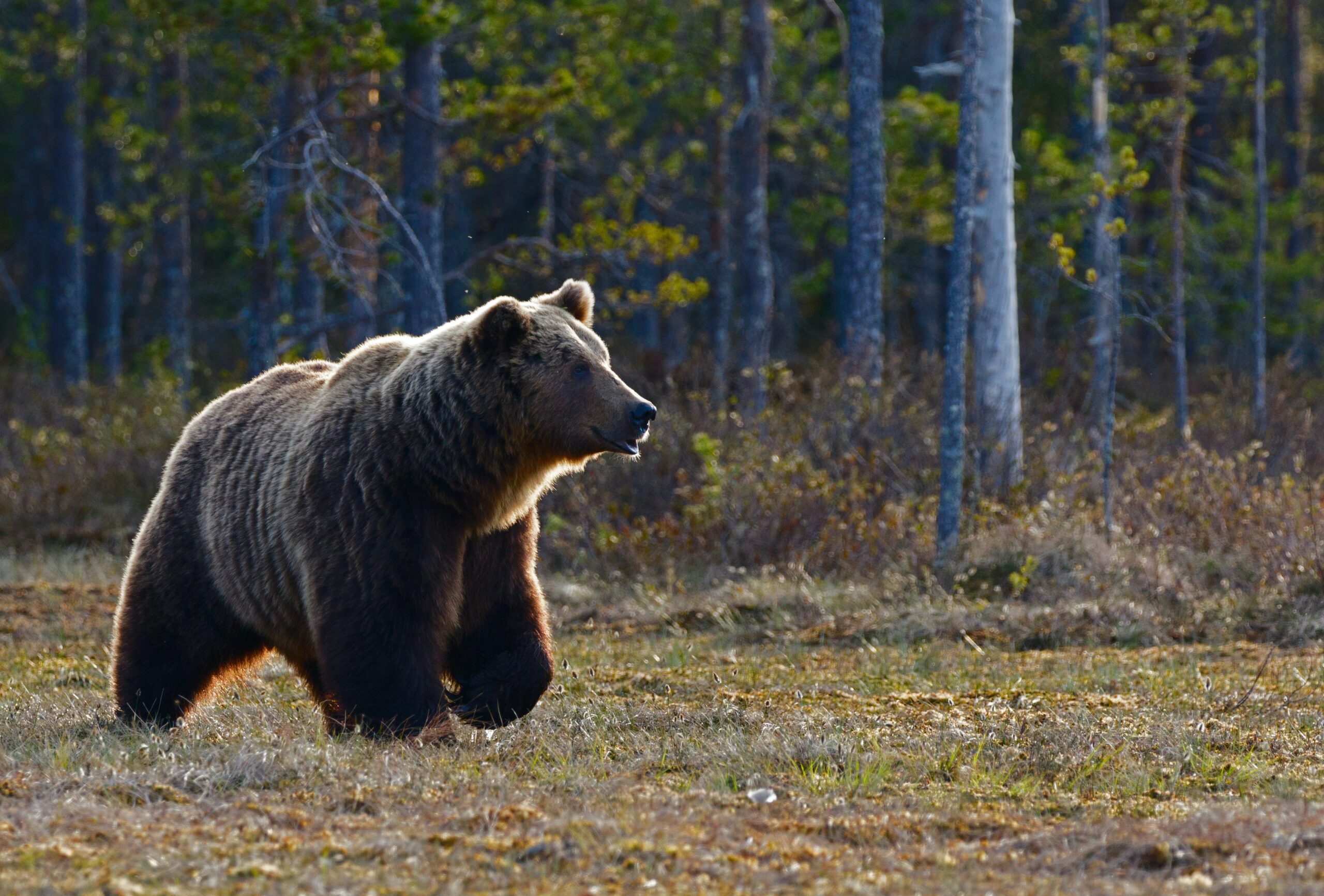A sow grizzly did not stick to her typical 70-mile home range.