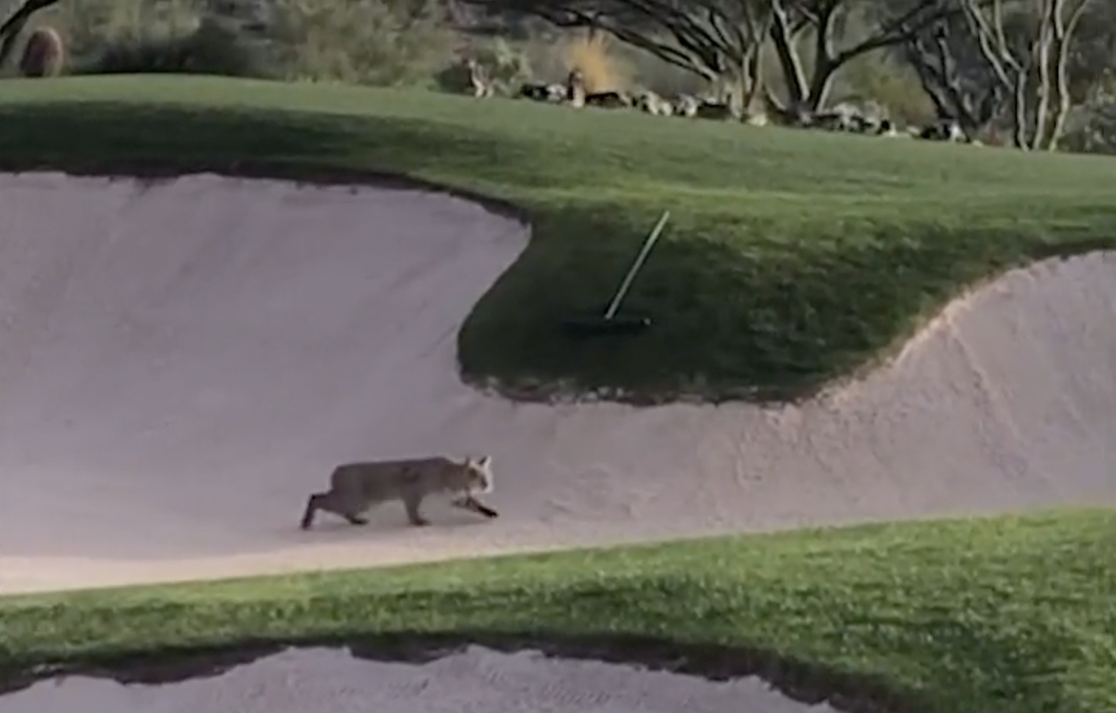 Video: Bobcat Stalks Arizona Golf Course Ducks