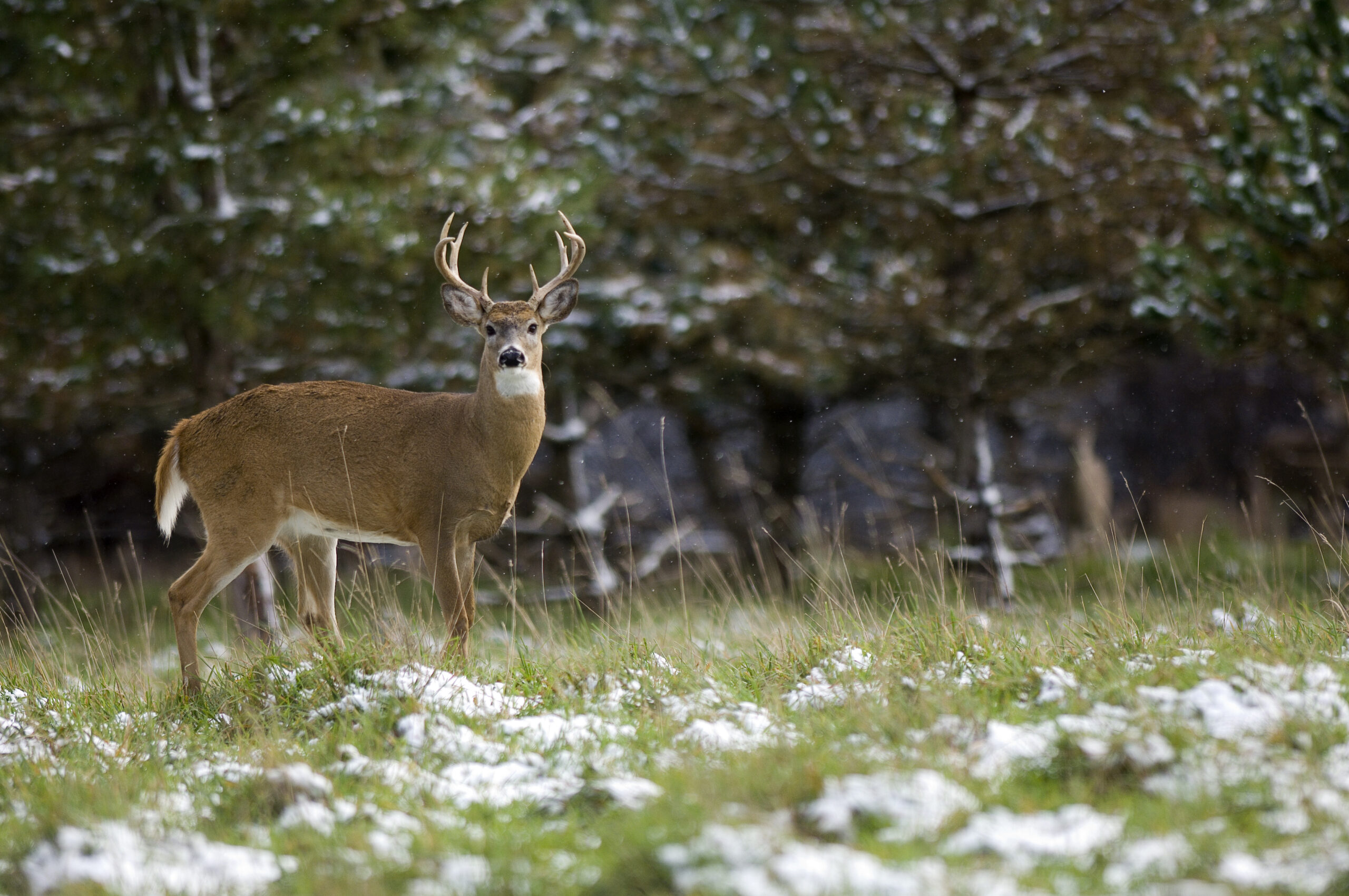Deer hunting buck report.