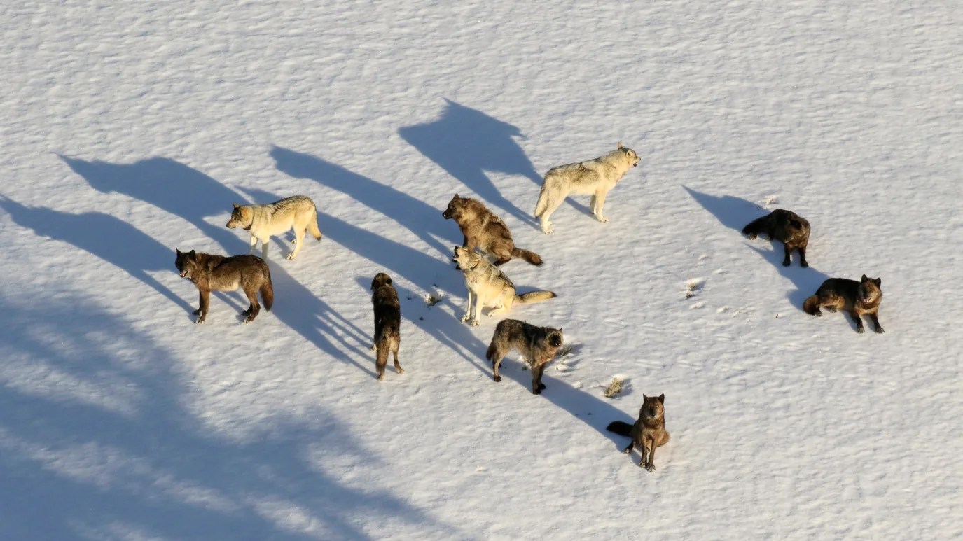 Yellowstone wolf pack