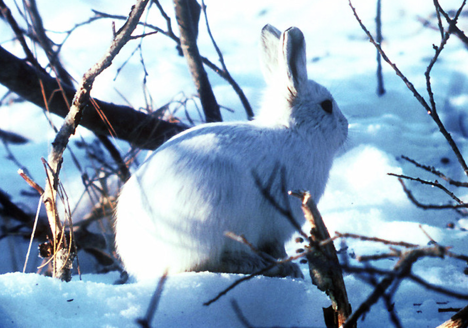 Arctic hares like this one are larger than snowshoe hares.