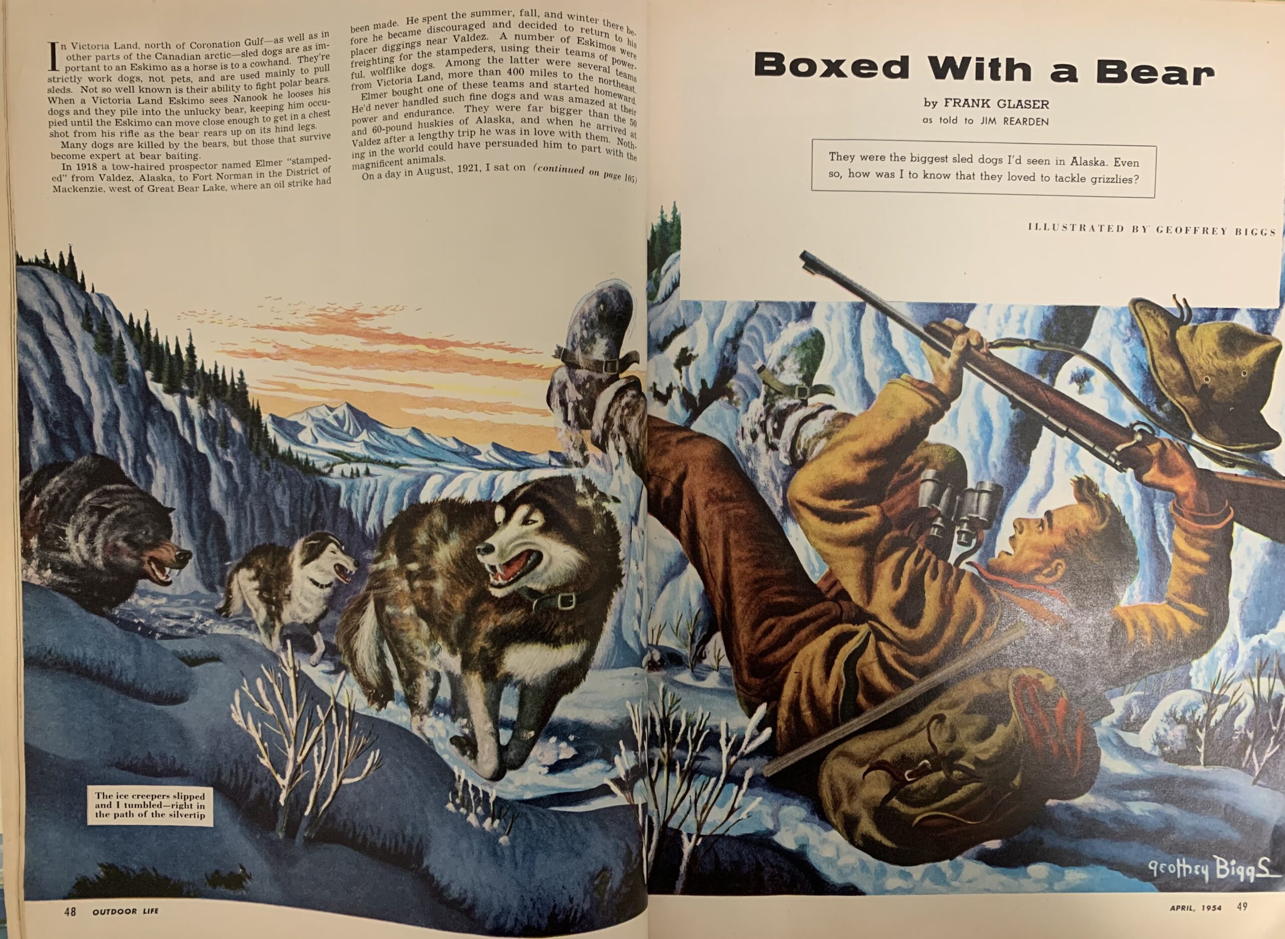 Boxed With a Bear: Frank Glaser's Sled Dogs Fought a Giant Grizzly