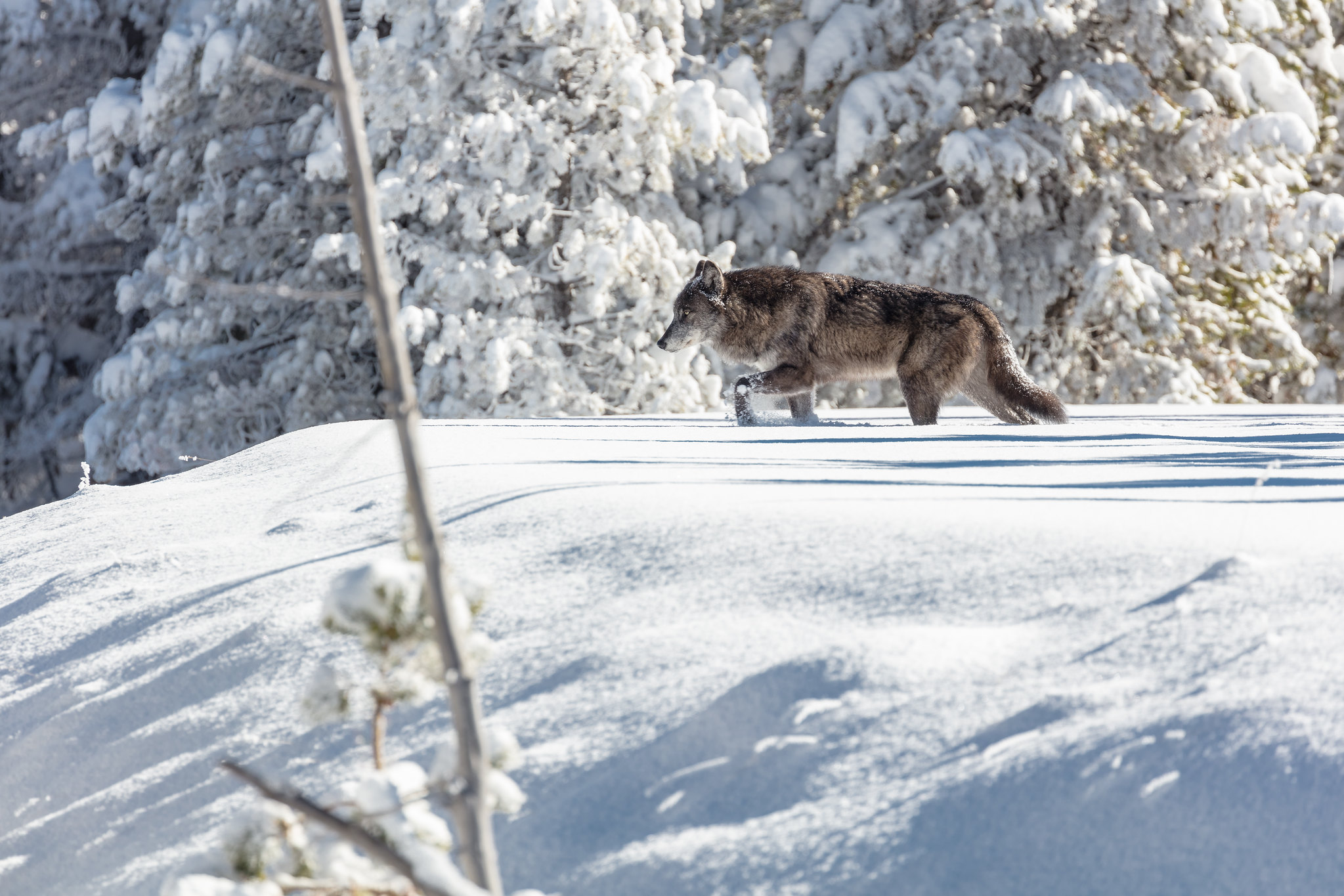 wolf in fresh snow