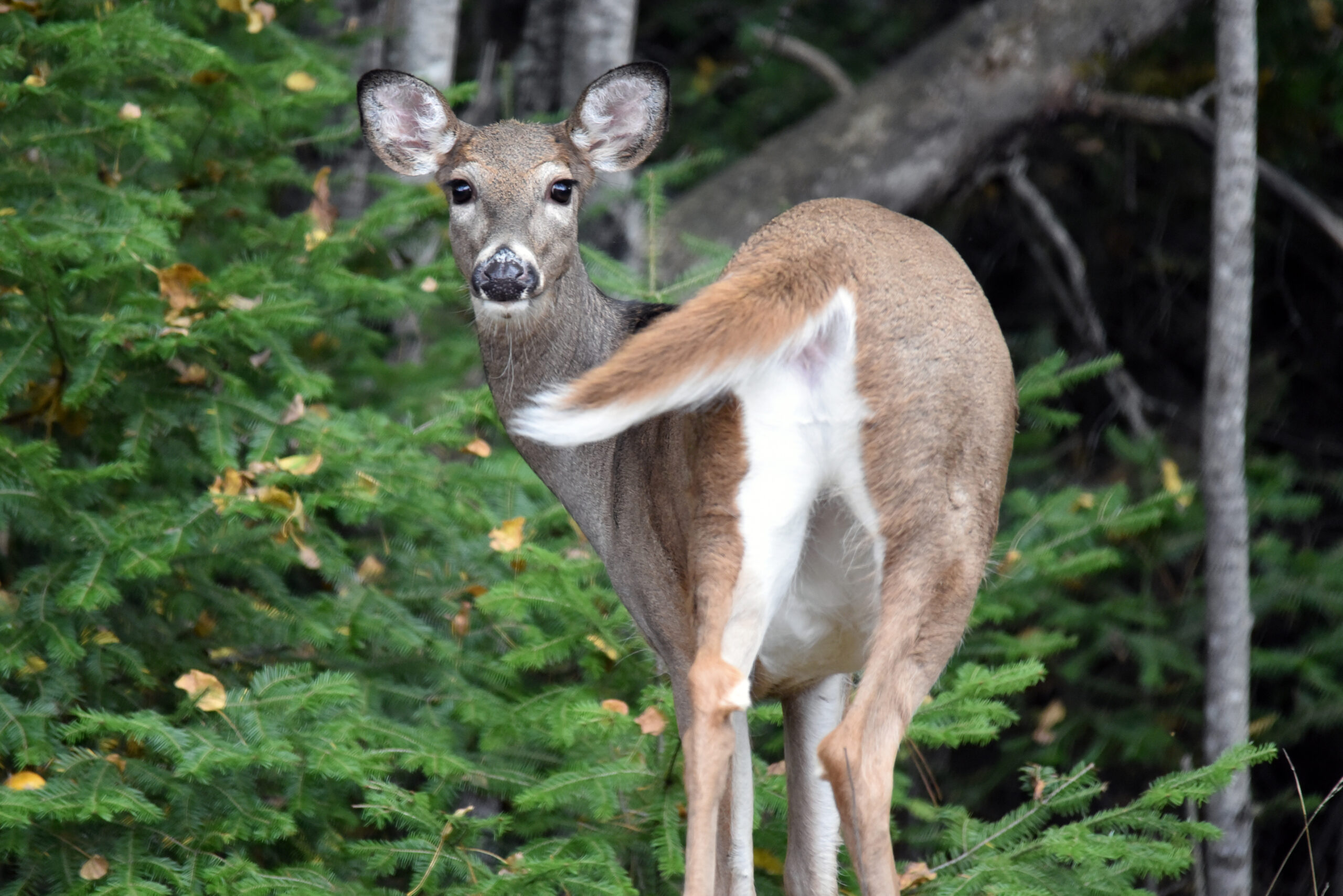 A man admitted to poaching deer because they ate his trees.