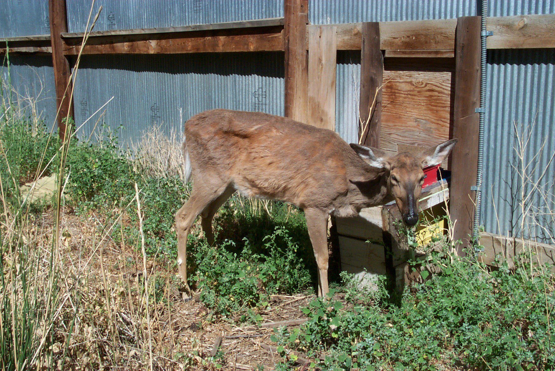Chronic wasting disease has been found in Louisiana.