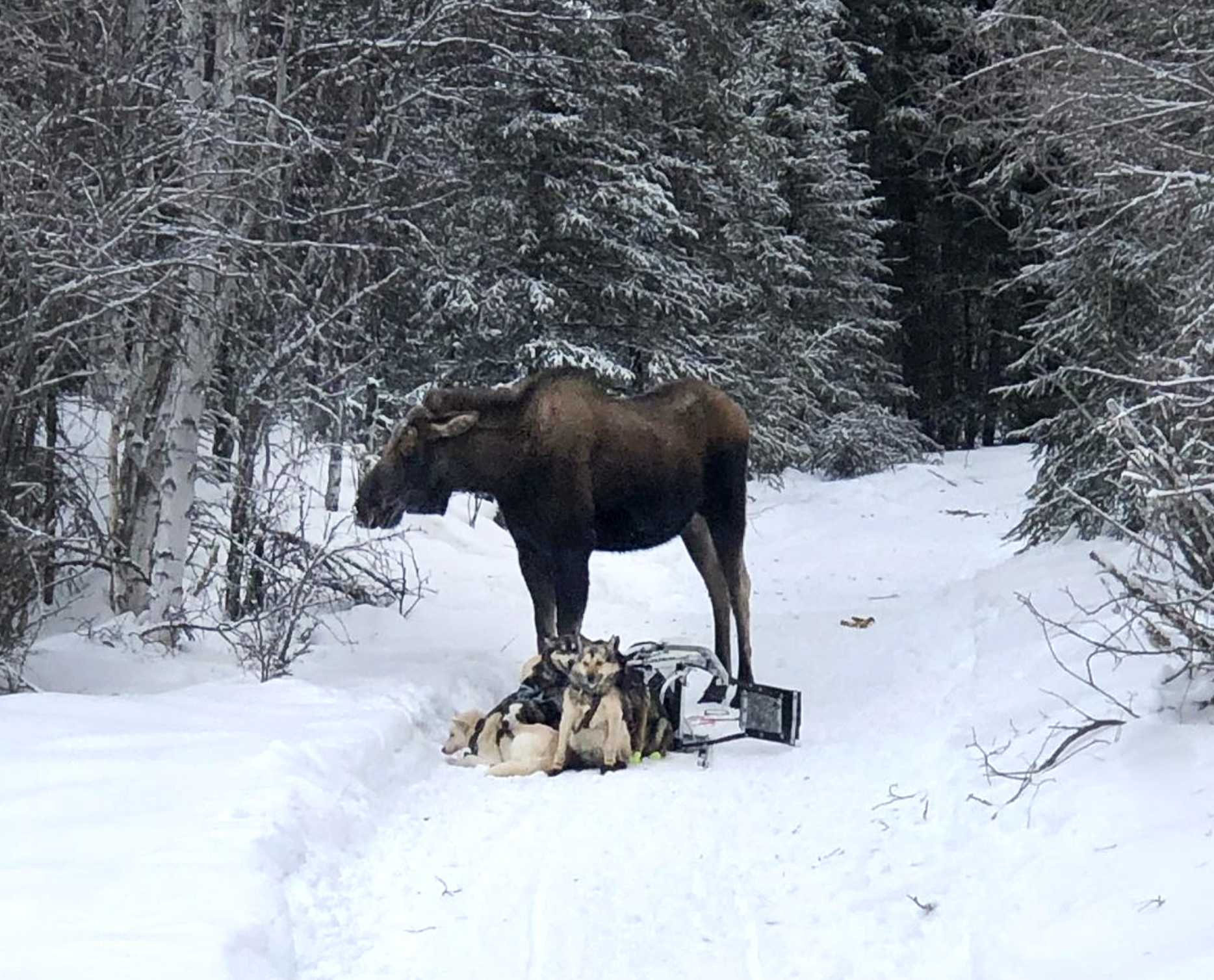 A moose attacked a sled dog team.