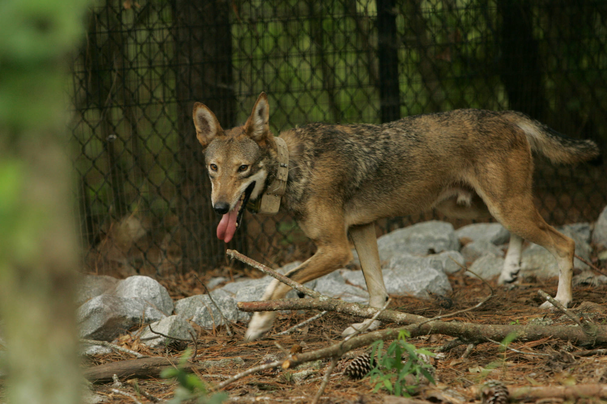 A captive red wolf