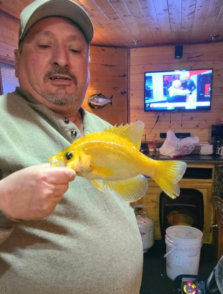 This golden crappie was caught in Minnesota.