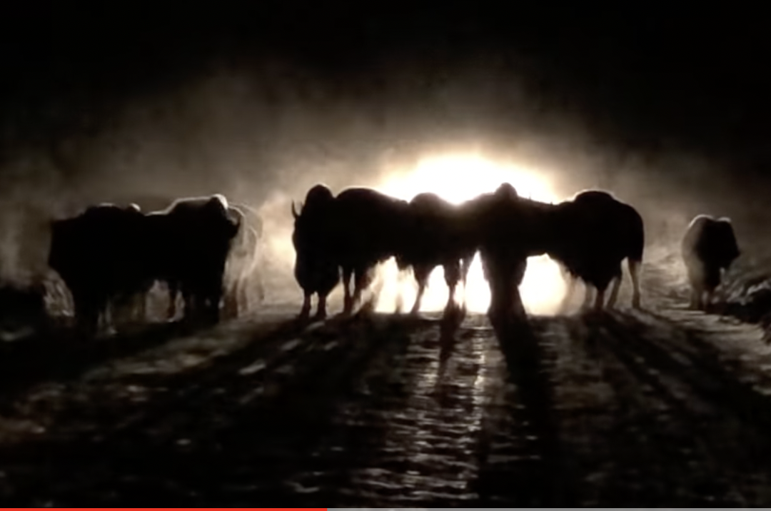 A screenshot from the YouTube video, shortly before the herd trampled the oncoming car.