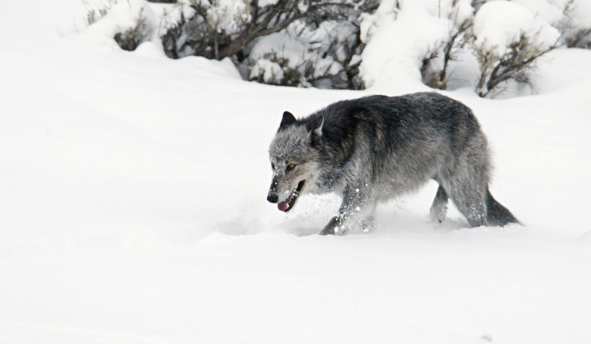 gray wolf in the snow