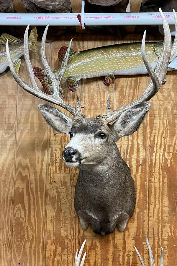 A poached mule deer buck from Utah.