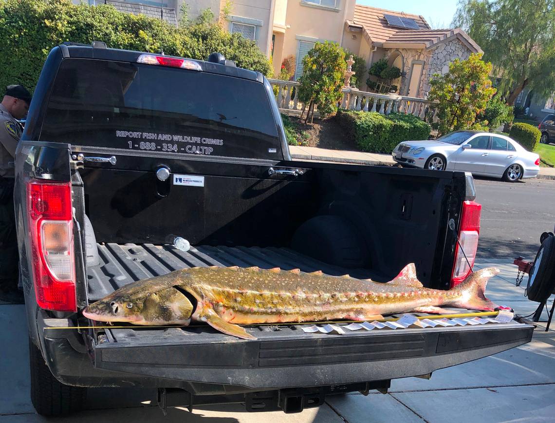 California anglers returned this sturgeon to the water after it was illegally caught.