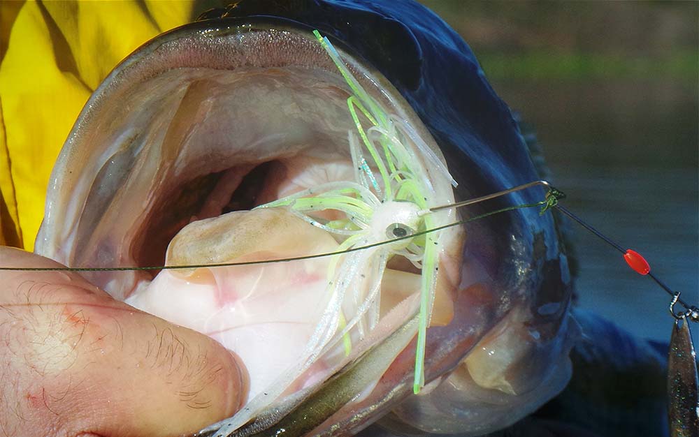 A spinnerbait in the mouth of a bass