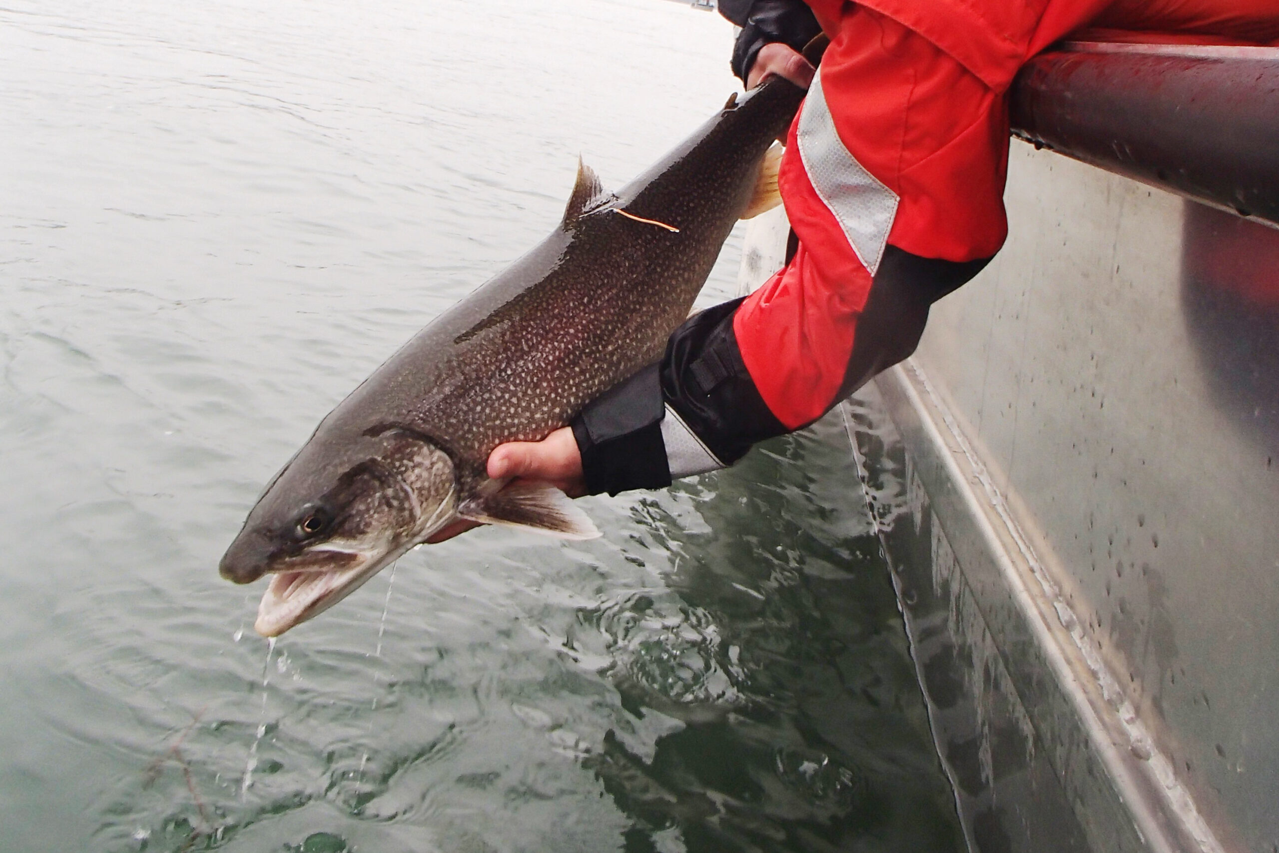 Lake trout are spawning in 300 feet of water.