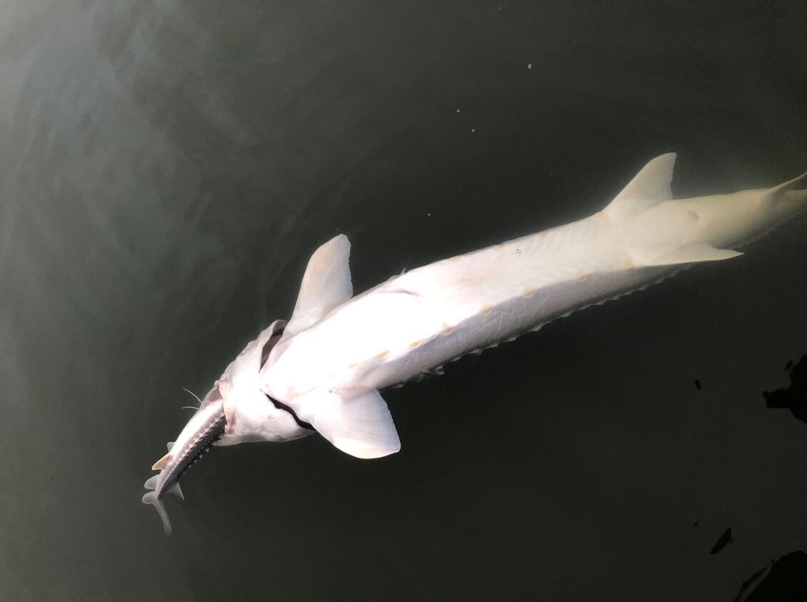 A big white sturgeon tried to swallow a smaller sturgeon on the Fraser River.