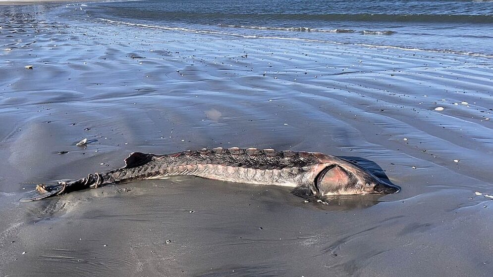 A rare sturgeon washed up on a beach near Boston.