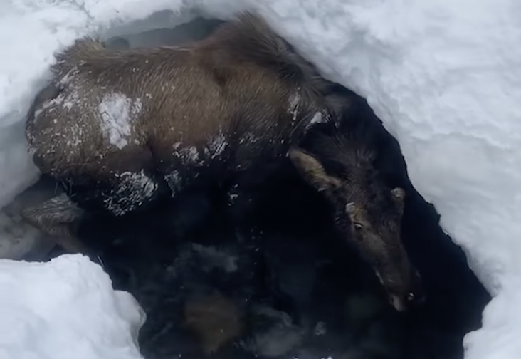 A moose fell through the snow and ice in Alaska, where it was rescued by snow machiners.