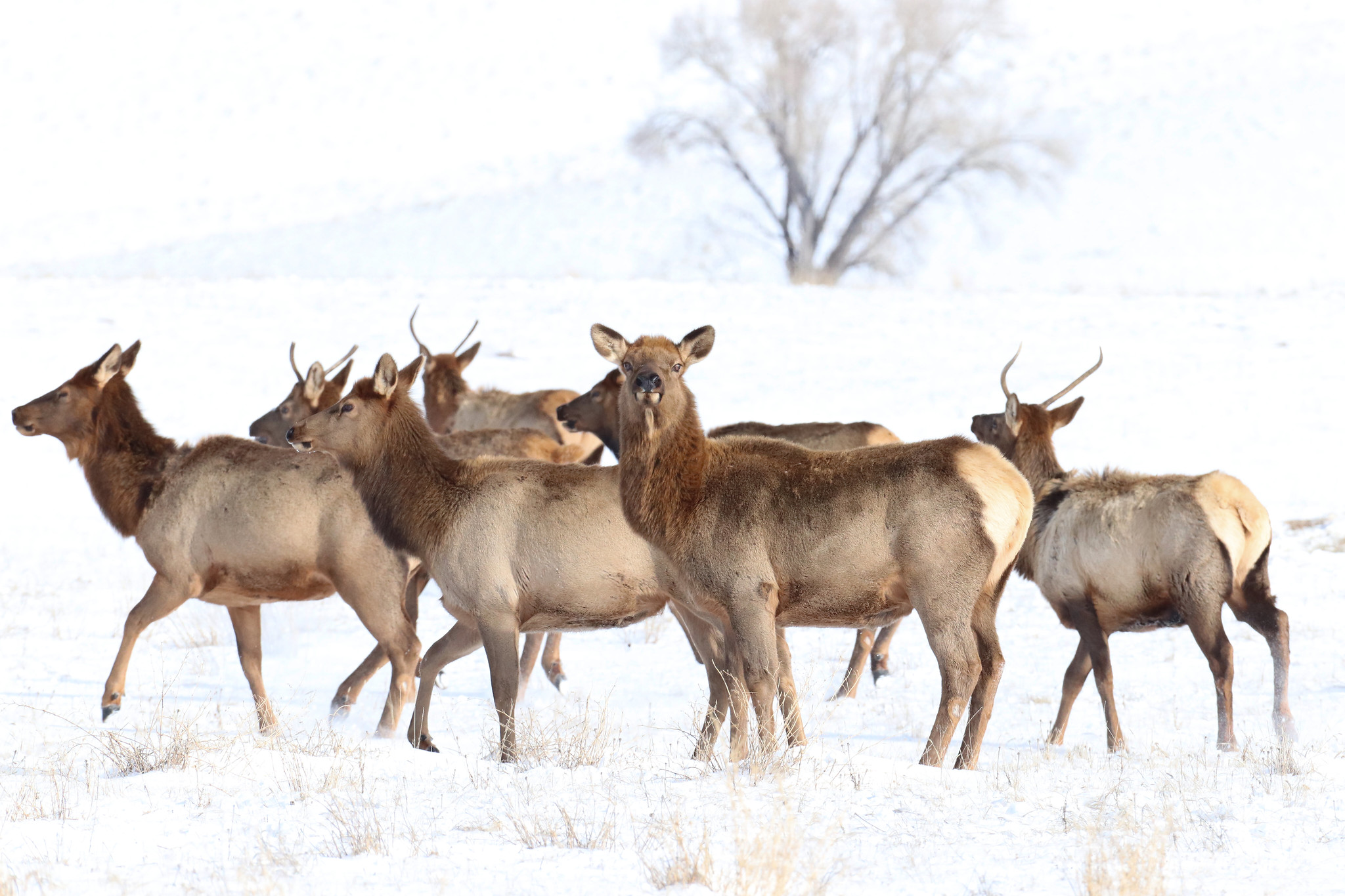 According to the recent study, elk in Utah have gotten pretty good at avoiding hunters on public lands and finding refuge on private lands during hunting season.