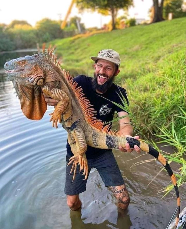 Python cowboy in Florida iguana hunting.